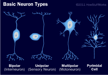 brain-neuron-types-a.gif