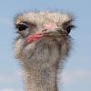 Ostrich